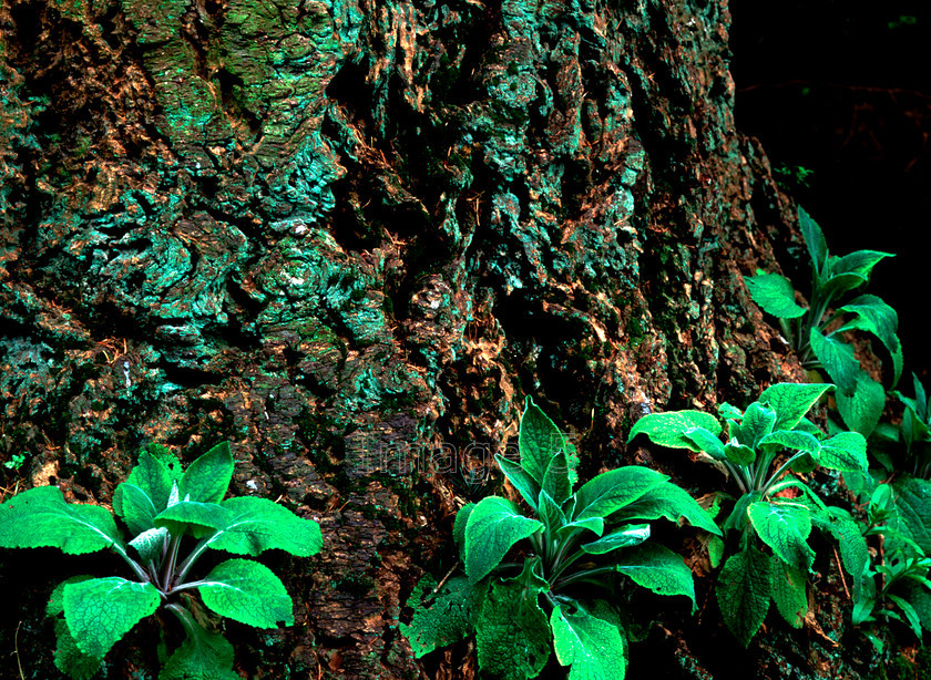ringofleavesbarkwb 
 Ringofleavesbark 
 Keywords: bark rough green leaves digitalis scrophulariaceae uk