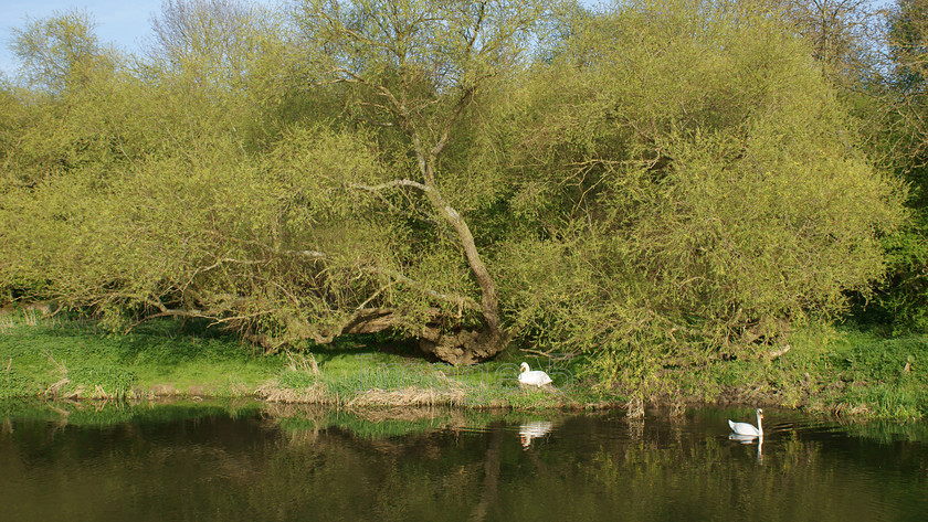 oneonthewater1 
 Oneonthewater1 
 Keywords: river scene willow salix tree swans olney bucks uk