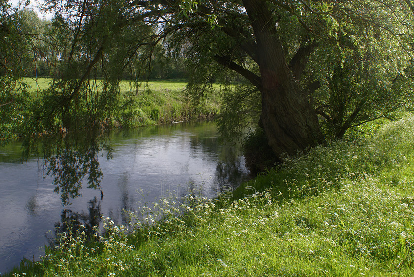 waterwhite 
 Waterwhite 
 Keywords: cow parsley river willow tree salix grass bank pavenham beds uk