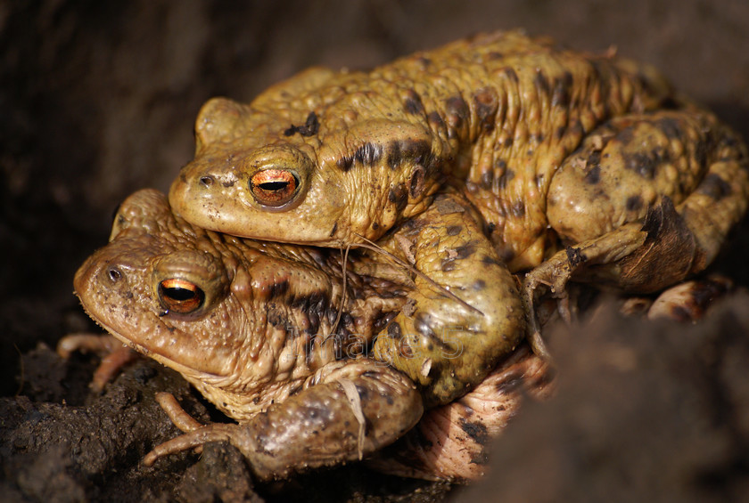 toadtwin 
 Toadtwin 
 Keywords: toads bufo bufo bedfordshire uk