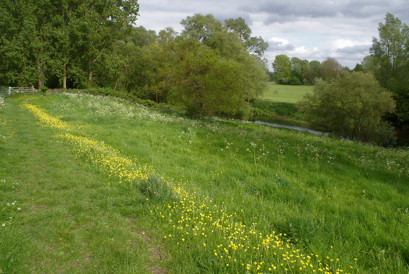 buttergreen 
 Buttergreen 
 Keywords: buttercups cow parsley grass bank pavenham beds uk