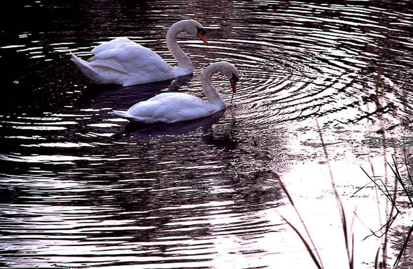 swripple 
 Swripple 
 Keywords: cob & pen swans cygnus olor reflection ripples water reeds river ouse newton blossomville beds uk