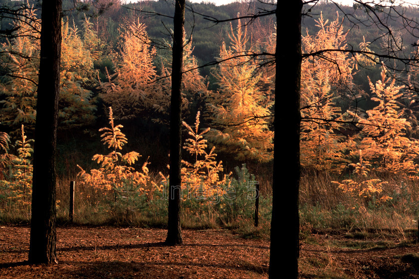 larches3pines 
 Larches3Pines 
 Keywords: larches larix decidua pine pinus trees autumn gold