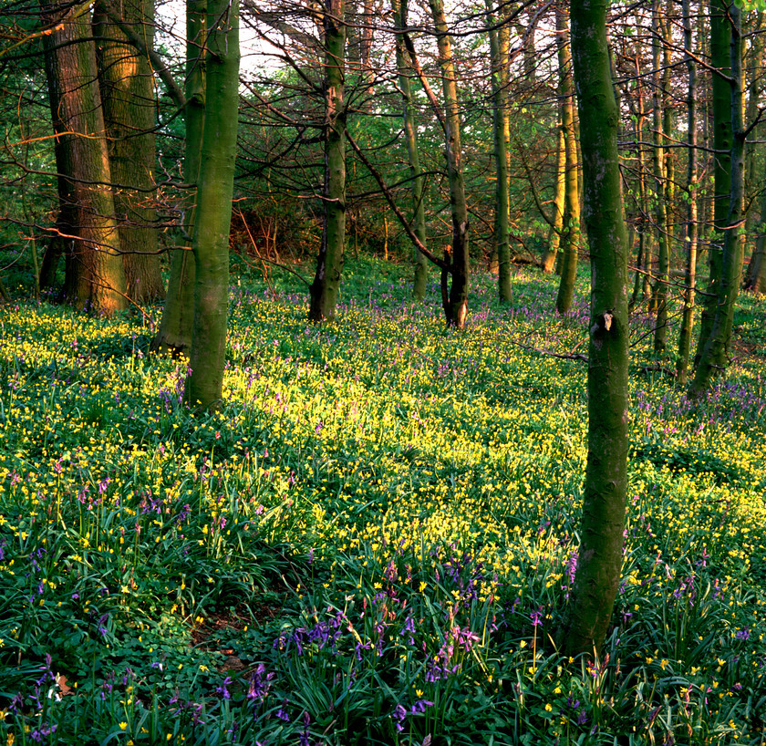 yellowinwoods 
 Yellow in Woods 
 Keywords: bluebells hyacinthoides non scripta celendines ranunculus ficaria bedfordshire uk