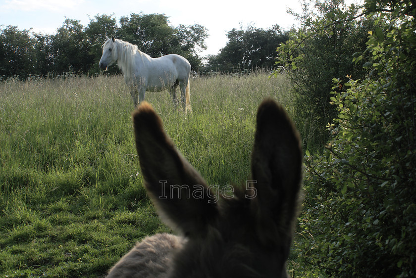ears copy 
 Ears 
 Keywords: Horse & Donkey