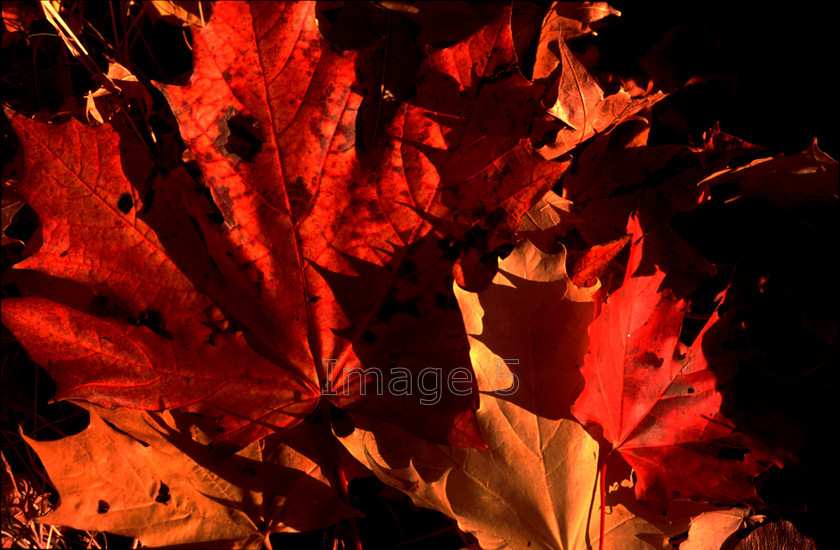 mapleleavesmk 
 Maple Leaves mk 
 Keywords: maple leaves acer red autumn colours campbell park milton keynes bucks
