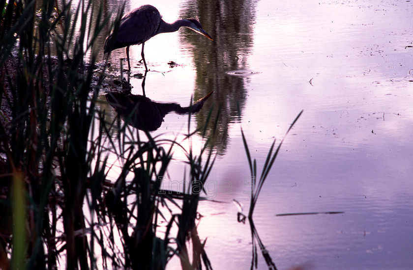heronmk 
 Heron 
 Keywords: heron ardea cinerea reflection water ripple reeds campbell park milton keynes uk