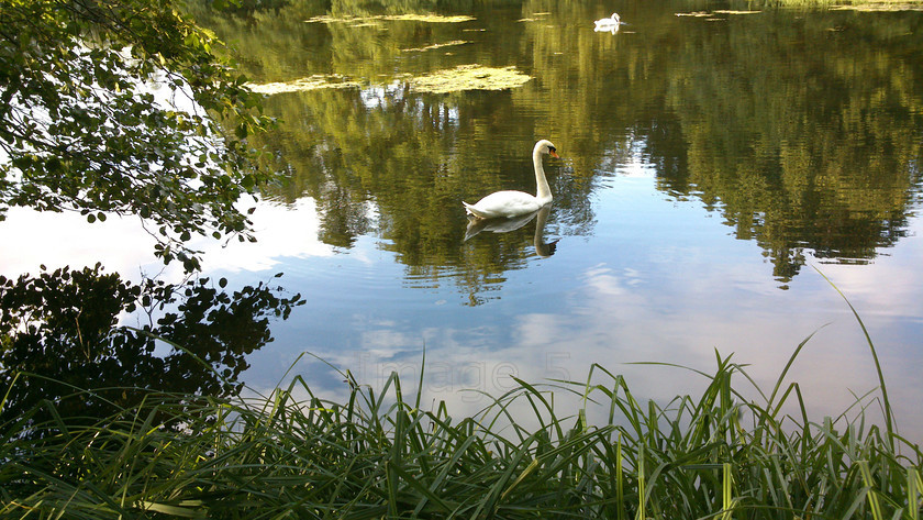 bluewash 
 Bluewash 
 Keywords: swans lake reflections reeds alder