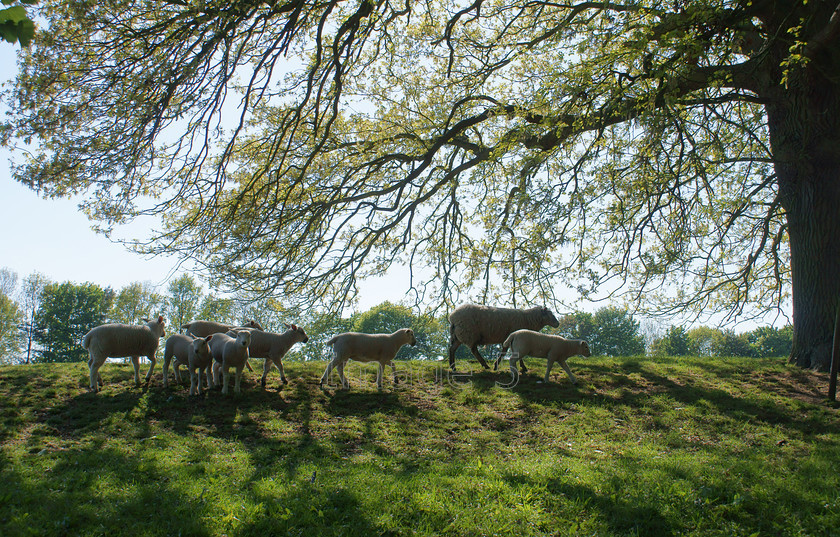 homeward 
 Homeward 
 Keywords: sheep lambs ovis oak tree quercus robur calverton buckinghamshire uk