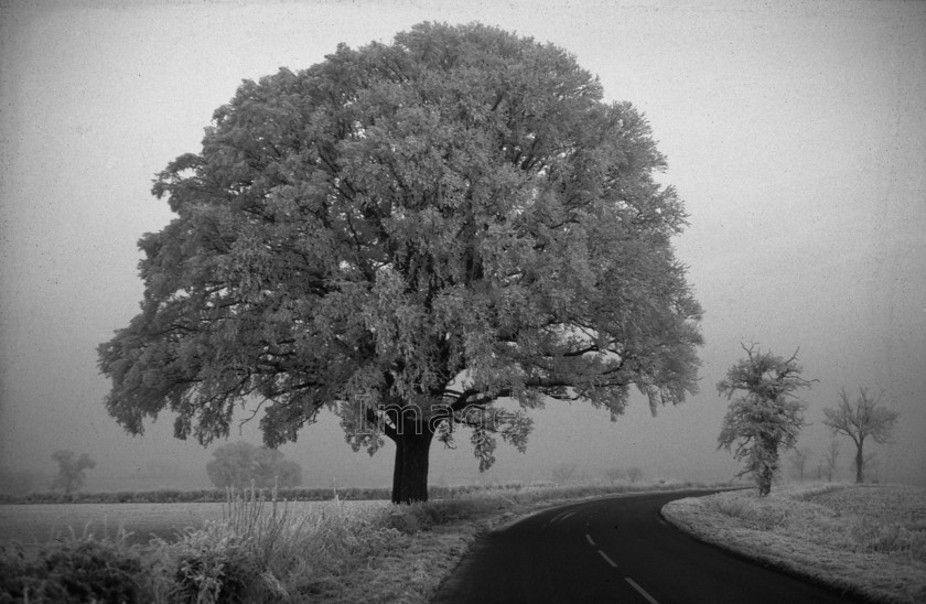 rimeicetree BW 
 Rimeicetree 
 Keywords: rime ice tree wych elm ulmas glabra hedges pink road bedfordshire uk