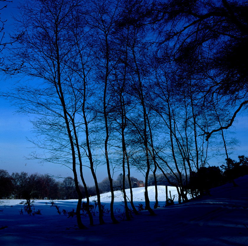saplingsinsnow 
 Saplings in Snow 
 Keywords: saplings snow branches blue sky aspley heath bedfordshire uk