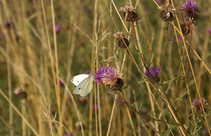 thislewhite 
 Thistlewhite 
 Keywords: white butterfly purple thistles grasses radwell beds uk