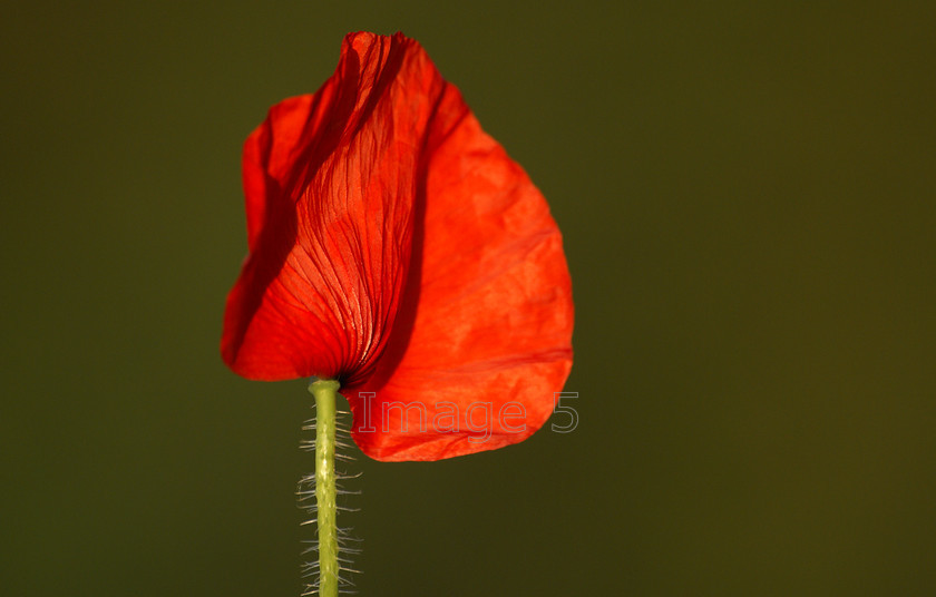 redsail 
 Redsail 
 Keywords: poppy red papaver rhoeas dark green background turvey bedfordshire uk
