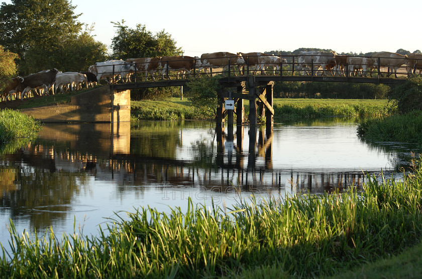cowbridge 
 Cowbridge 
 Keywords: cows trekking over bridge river nene green reeds northamptonshire uk