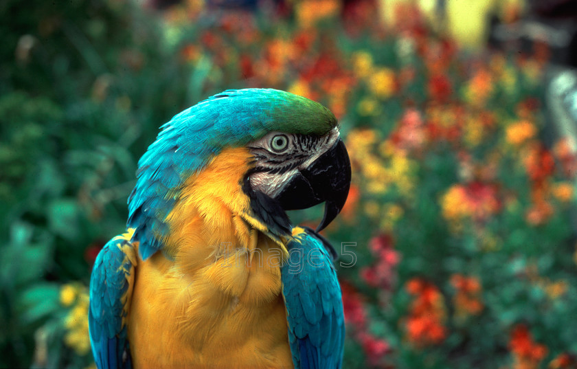 macaw 
 macaw 
 Keywords: macaw ara ararauna profile blue yellow colour flowers background bourton on the water gloust