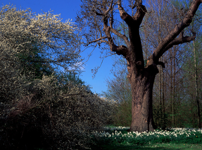 white&bluewillen 
 Scenescapes 
 Keywords: white daffodills narcissus tree willen milton keynes bucks uk