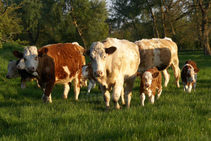familytrot 
 Familytrot 
 Keywords: cows calves lush green grass trees