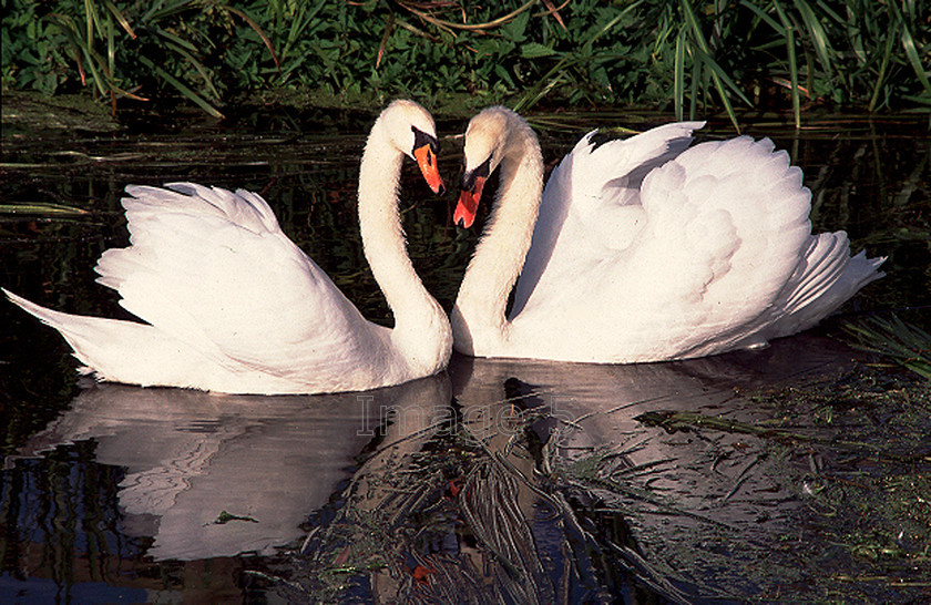 affection 
 Affection 
 Keywords: cob & pen swans cygnus olor reflection reeds river nene northamptonshire uk