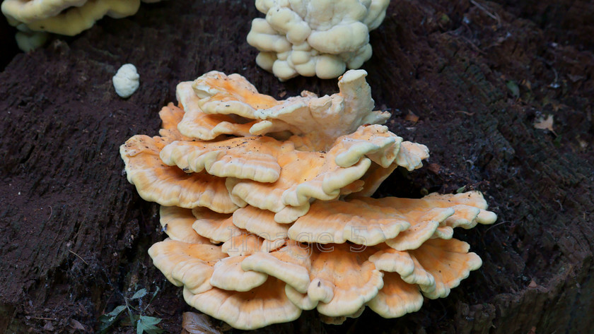 fungistack 
 Fungi 
 Keywords: fungi tree stump calverton buckinghamshire uk