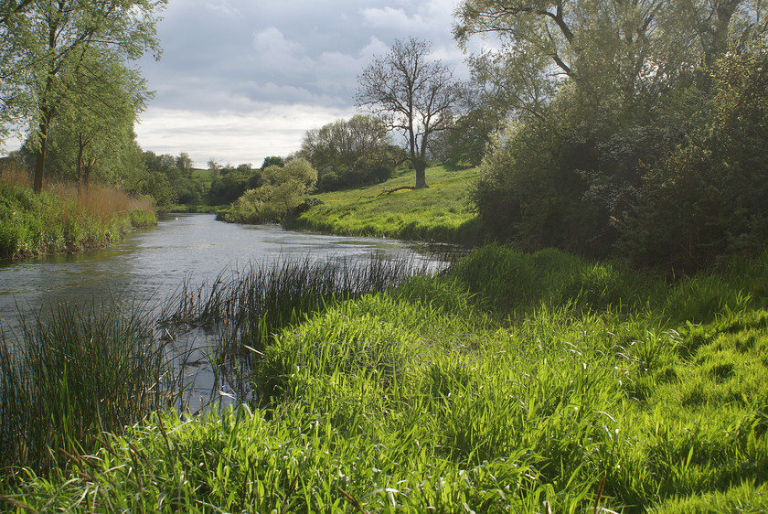riverview3 
 Riverview 
 Keywords: buttercups river reeds cob swan grass bank trees pavenham beds uk