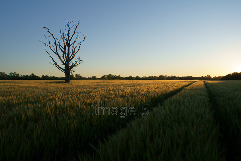 barleyscape2 
 Barleyscape2 
 Keywords: sunlight over barley field tree shadow tree wide view tracks