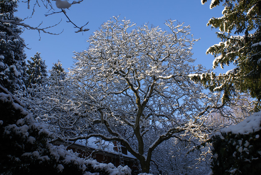 snowalnut 
 Snowalnut 
 Keywords: walnut juglans regia tree canopy winter snow blue sky bedfordshire uk