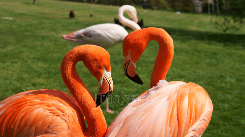 2heads 
 2Heads 
 Keywords: flamingos phoenicopterus ruber green grass northamptonshire uk