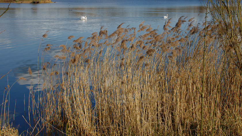 reedcurl 
 Reedcurl 
 Keywords: swans lake water blue harold park beds