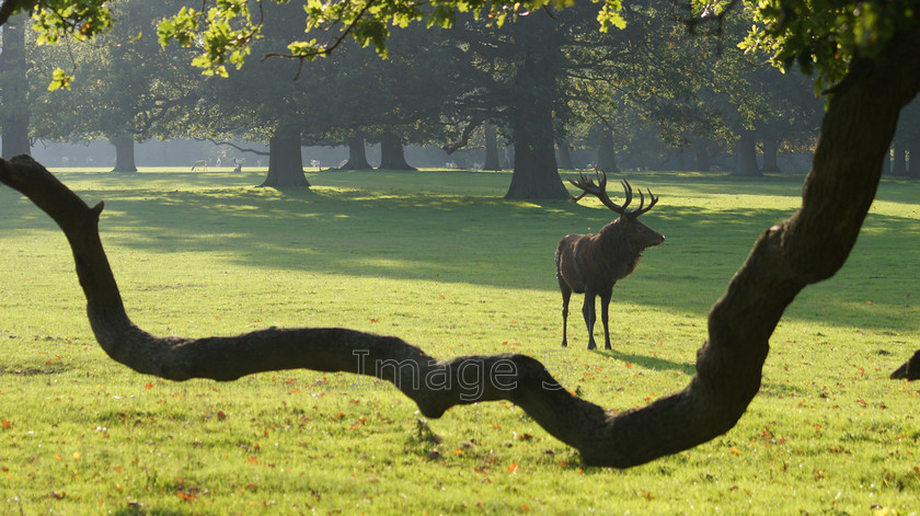 redframe 
 Redframe 
 Keywords: red deer stag cervus elaphus oak branch trees woburn estate beds uk