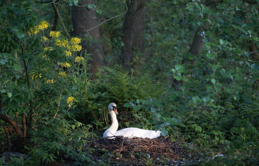 S 
 S 
 Keywords: swan on nest cygnus olor yellow azaleas woburn lake beds uk