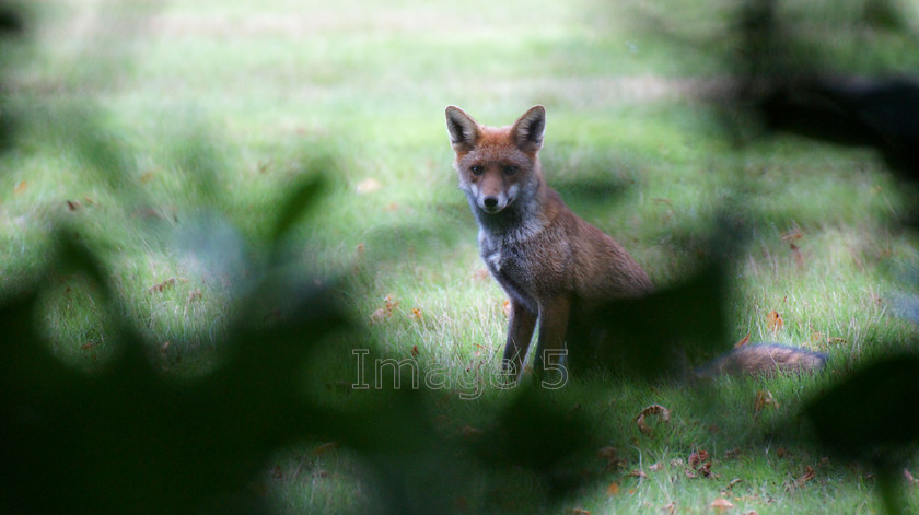 fox1 
 Fox1 
 Keywords: fox vulpes vulpes woburn estate beds uk