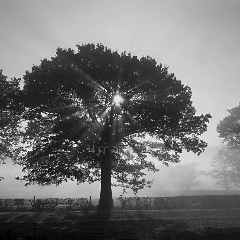 mistree BW 
 Mistree 
 Keywords: mist oak tree backlit sun hedge quercus robur bedfordshire uk