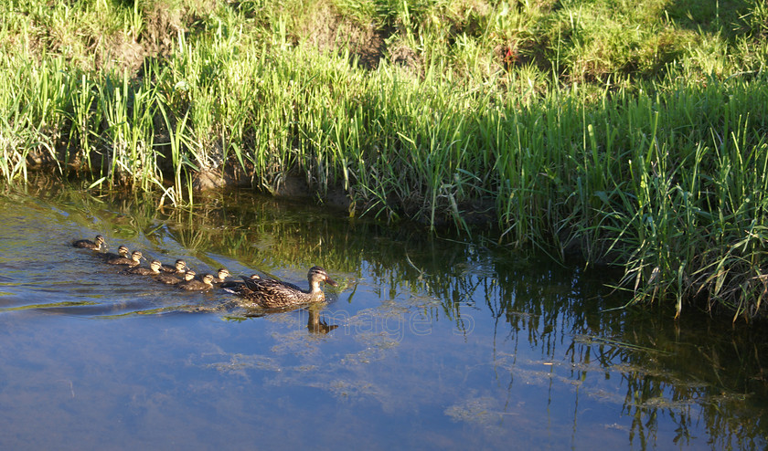 flotilla 
 Flotilla 
 Keywords: mother mallard duck ducklings river olney bucks uk