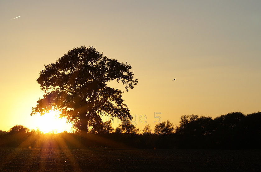 sunoakheron 
 Sun Oak Heron 
 Keywords: tree oak quercus robur heron ardea cinerea olney bucks uk