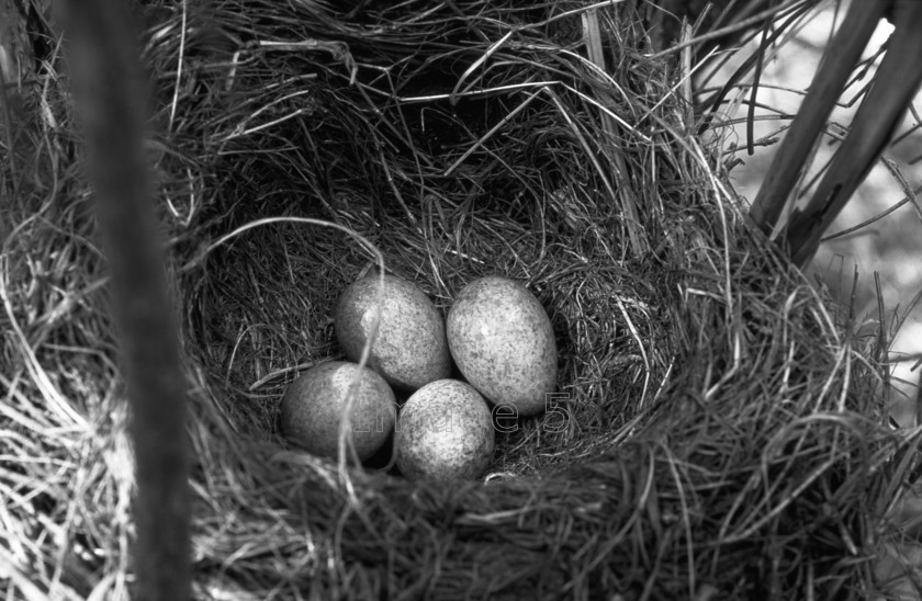 4eggnest BW 
 4eggnest 
 Keywords: blackbird eggs nest dry grass