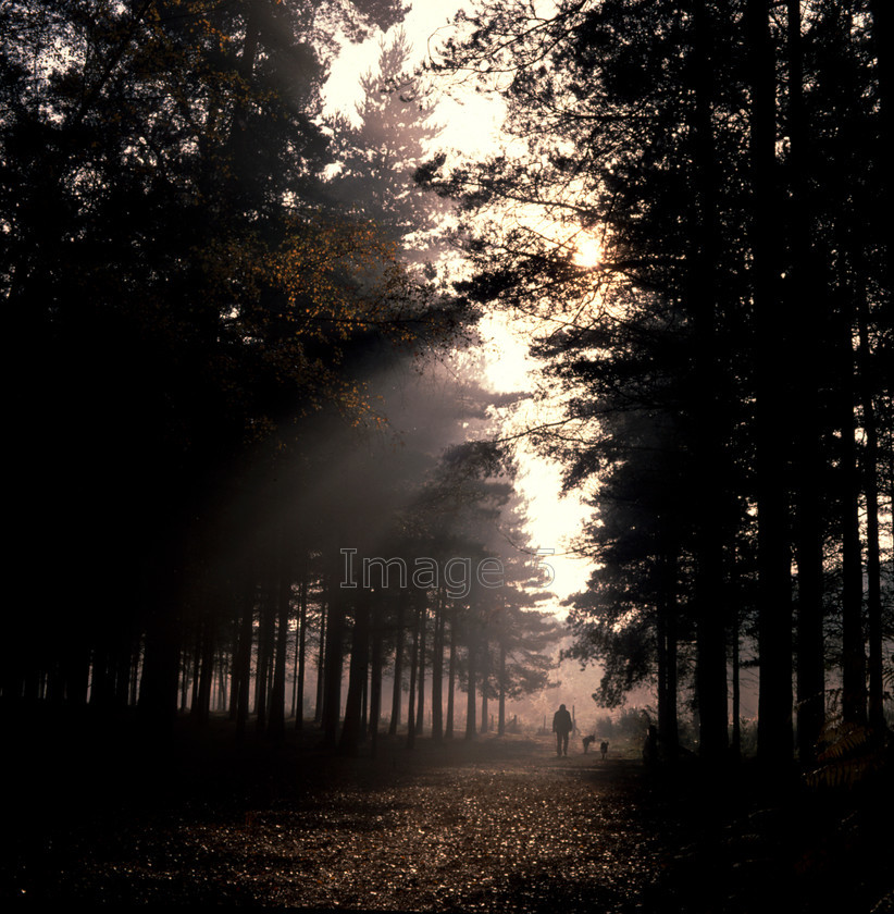 maninwoodlandmist 
 Maninwoodlandmist 
 Keywords: man dogs pine pinus trees mist light rays bedfordshire uk
