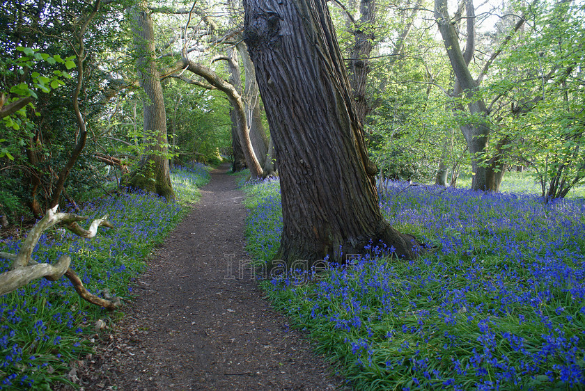 path2 
 Path 2 
 Keywords: bluebells hyacinthoides non scripta oak trunk quercus robur pathway