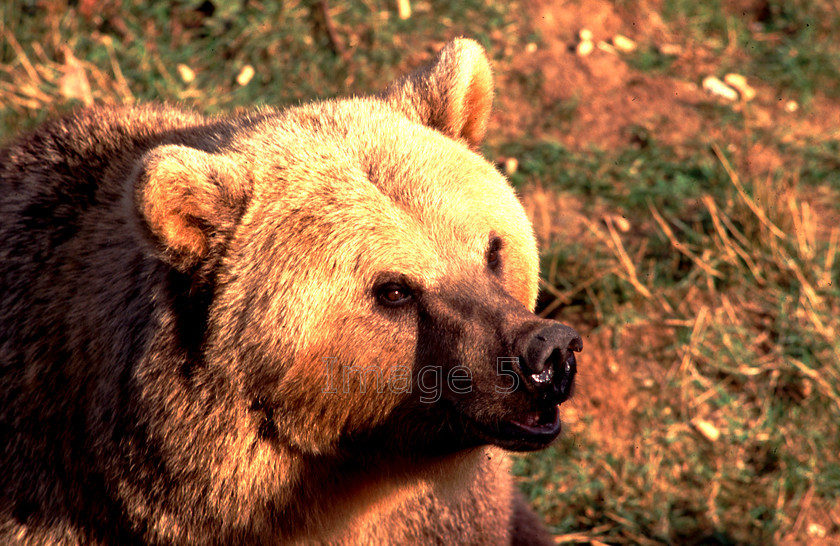 bear 
 Bear 
 Keywords: brown bear bruno whipsnade bedfordshire uk