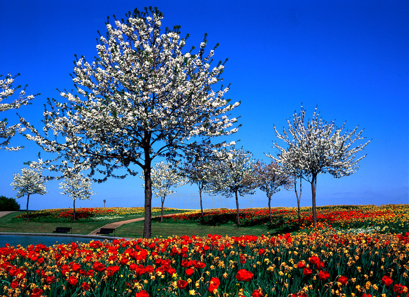 springcpmk 
 Spring cpmk 
 Keywords: white cherry blossom red tulips vivid blue sky yellow 
prunus daffodils narcissus campbell park milton keynes bucks uk