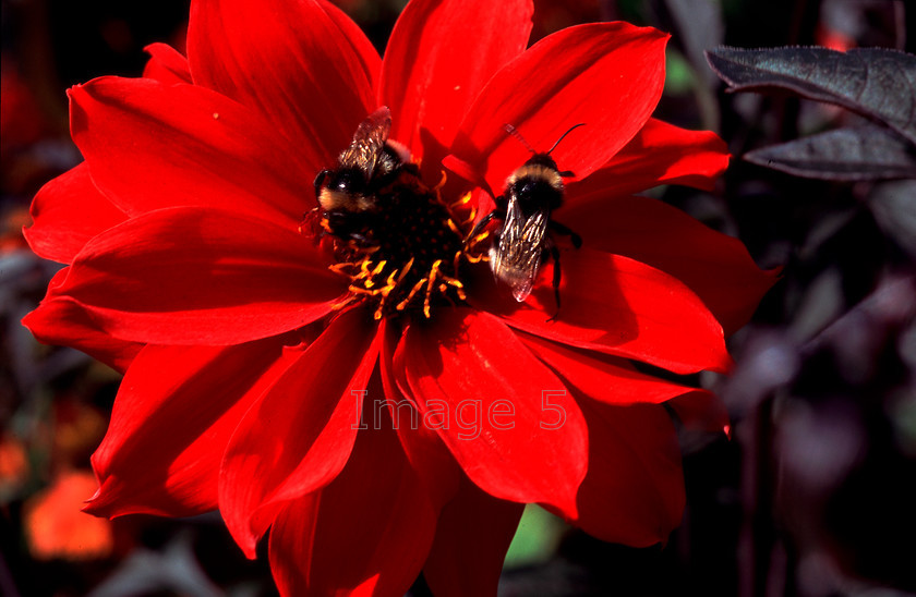 bumblebloom 
 Bumblebloom 
 Keywords: red dahlia compositae bloom two bumblebees coton manor garden northamptonshire