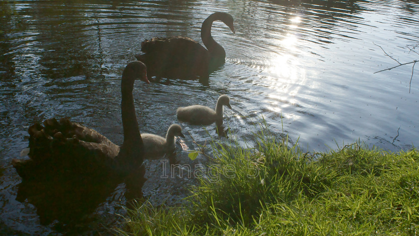 bookends 
 Bookends 
 Keywords: Black Swans Cygnus atratus cygnets Lake