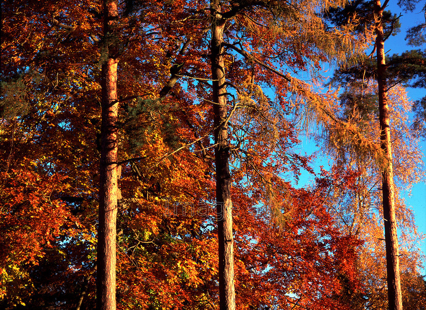 colour3pines 
 Colour3pines 
 Keywords: autumn colour three pine pinus larch larix decidua fagus fagaceae trees blue sky bedfordshire uk