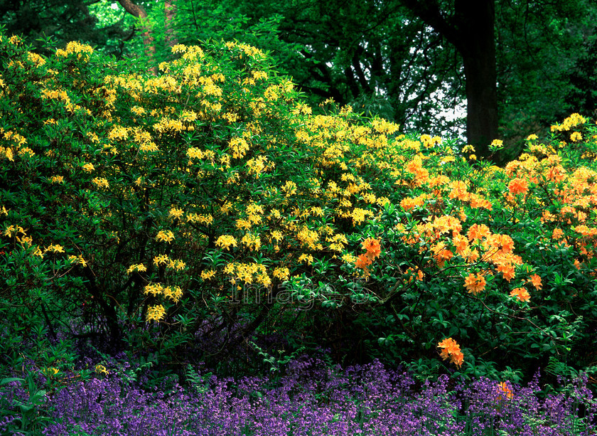 yellorablue 
 Yellorablue 
 Keywords: azaleas yellow orange rhododendrons bluebells hyacinthoides non scripta ferns trees uk