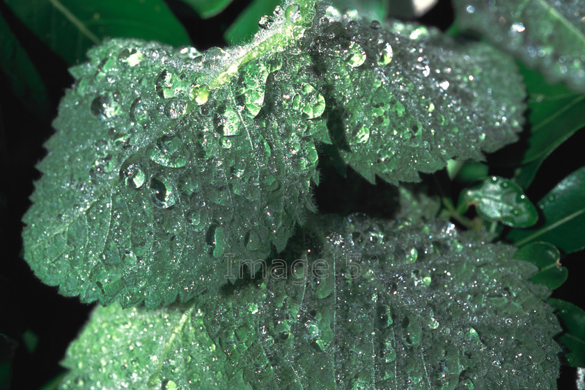 mintdroplets 
 Mintdroplets 
 Keywords: mint mentha labiate water droplets