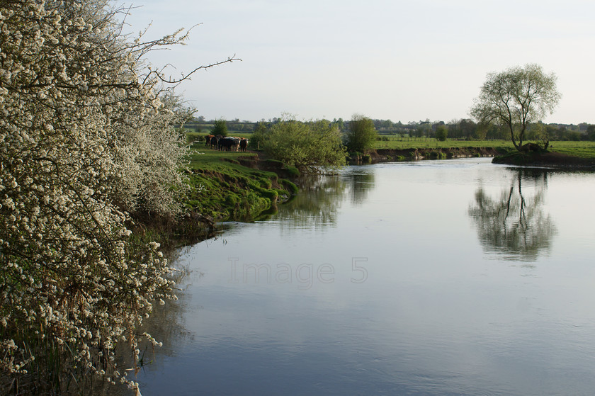 treereflect 
 Treereflect 
 Keywords: river scene blackthorn blossom tree reflection cow herd olney bucks uk