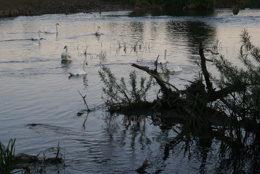 calmwater 
 Calmwater 
 Keywords: swans cygnus olor river reflection olney bucks uk