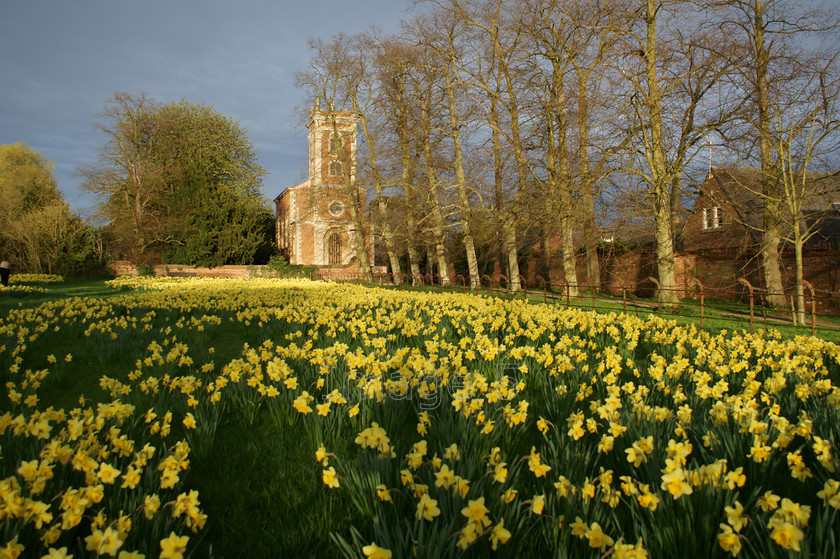 daffswillen2 
 Daffswillen2 
 Keywords: daffodils narcissus willen robert hooke church mk bucks uk