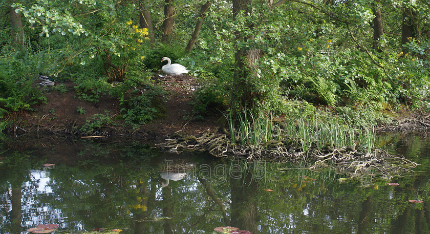 tableaux 
 Tableaux 
 Keywords: swan cygnus olor nest mallard ducks reeds yellow azaleas tree roots woburn lake beds uk