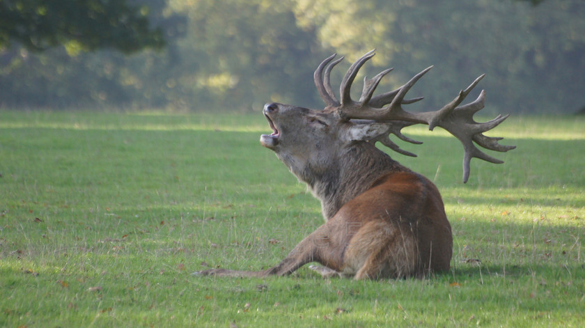 redcall 
 SONY DSC 
 Keywords: red deer stag cervus elaphus calling woburn estate beds uk