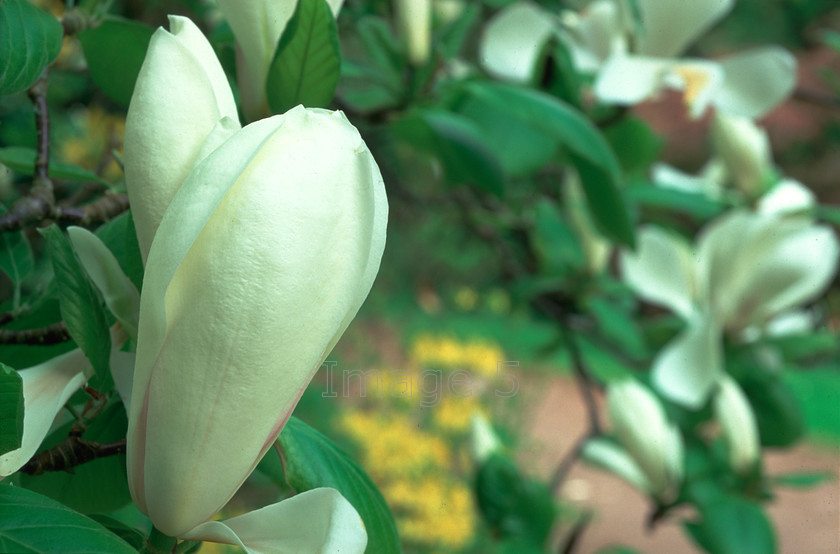 whitemagbudswb 
 White Magnolia buds 
 Keywords: white magnolia magnoliaceae buds green leaves uk